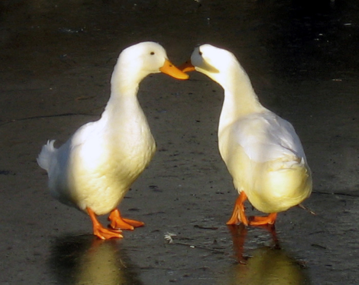 Flirting on ice...