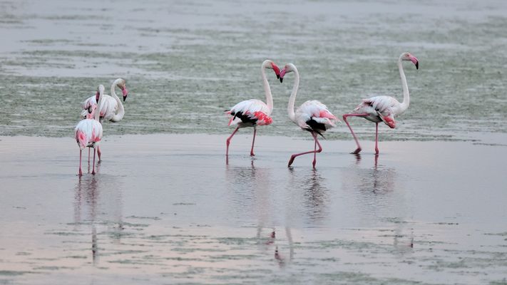 Flirtprogramm, programa de coqueteo