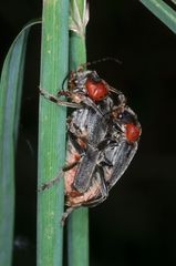 Flitterstunden bei Weichkäfers