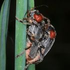 Flitterstunden bei Weichkäfers