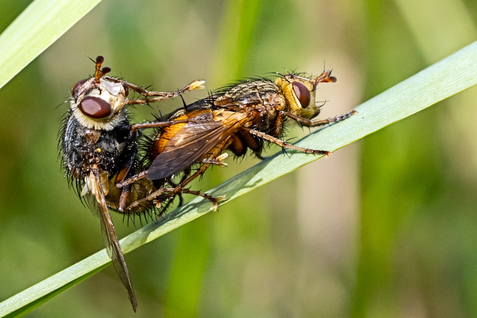 Flitterwochen