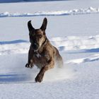 Flitze-Bonny im Schnee