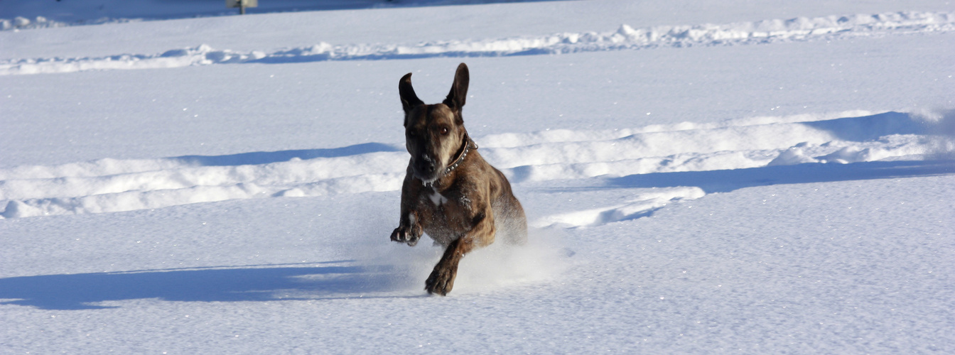 Flitze-Bonny im Schnee