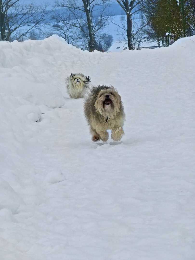 Flitzer im Schnee