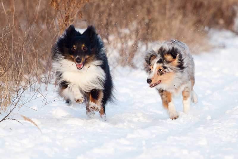 Flitzeshelties