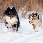 Flitzeshelties