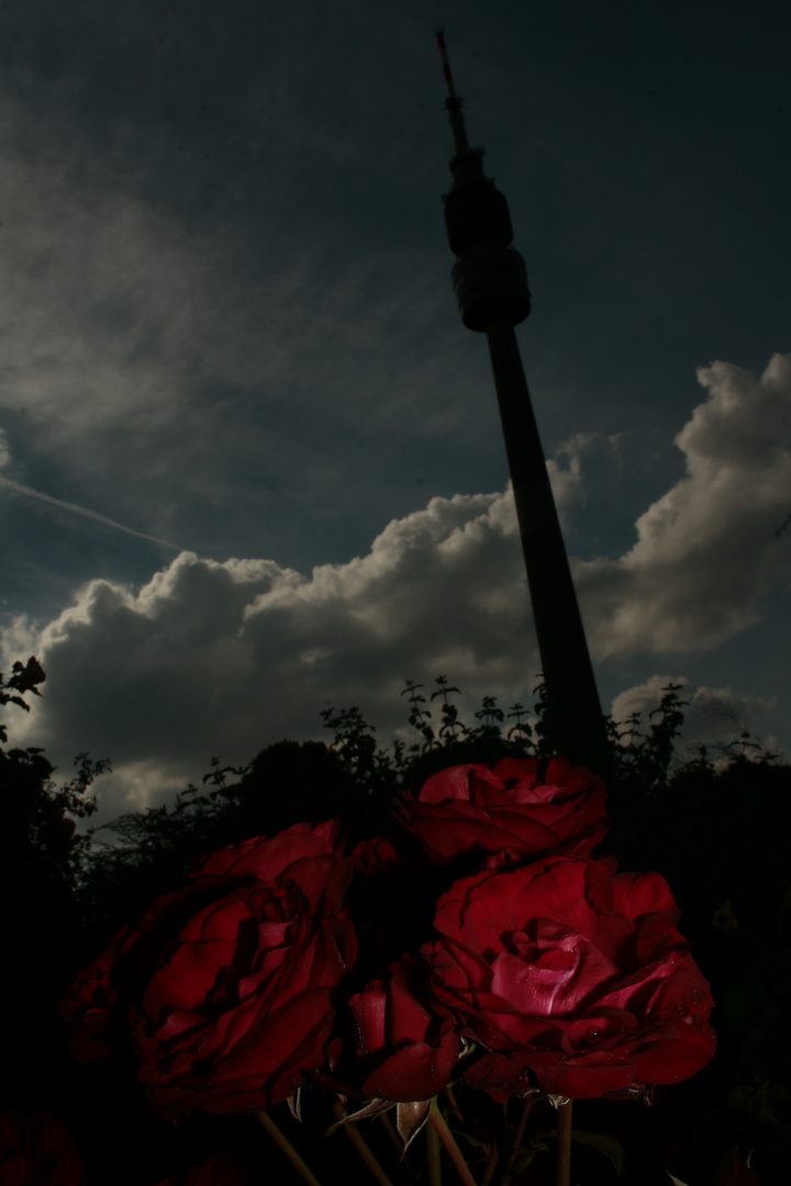 Flo im gegenlicht mit angeblitzten Rosen