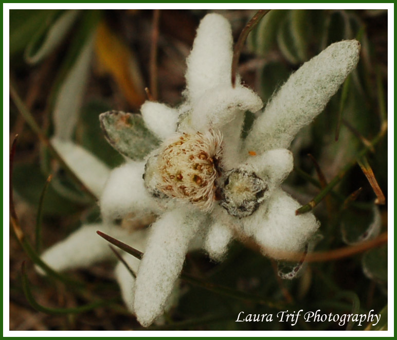 Floare de colt