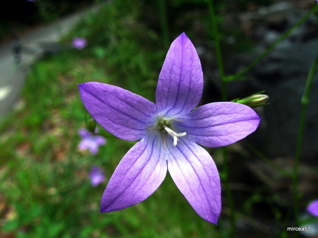 Floare de munte.