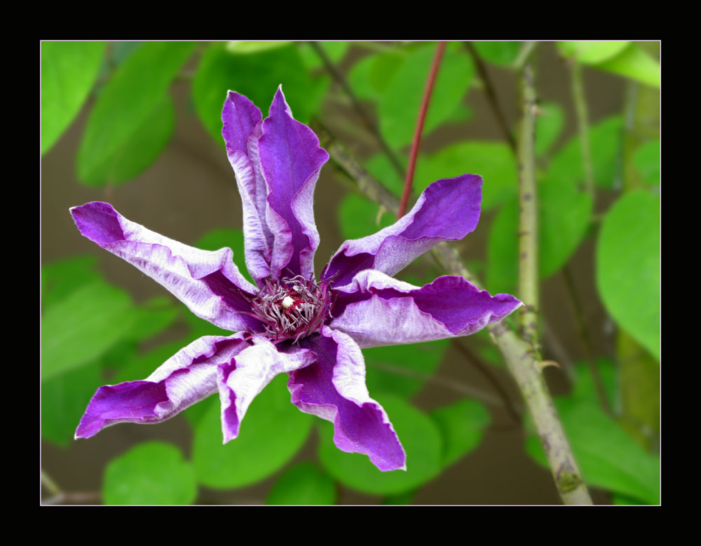 Floating Blossom