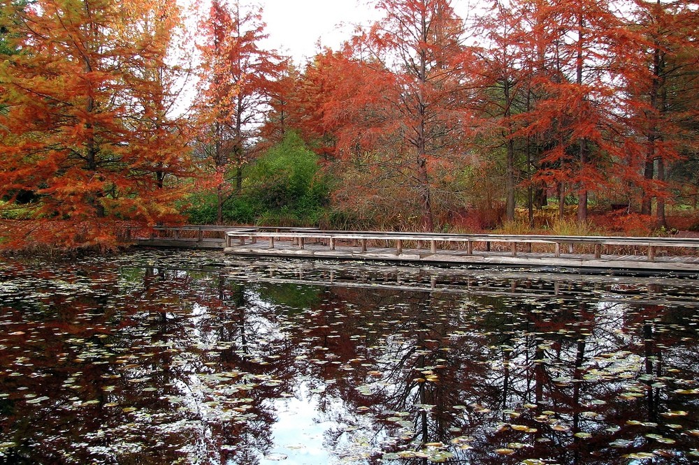 Floating Bridge