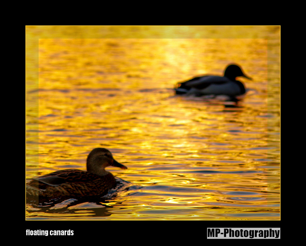 floating canards