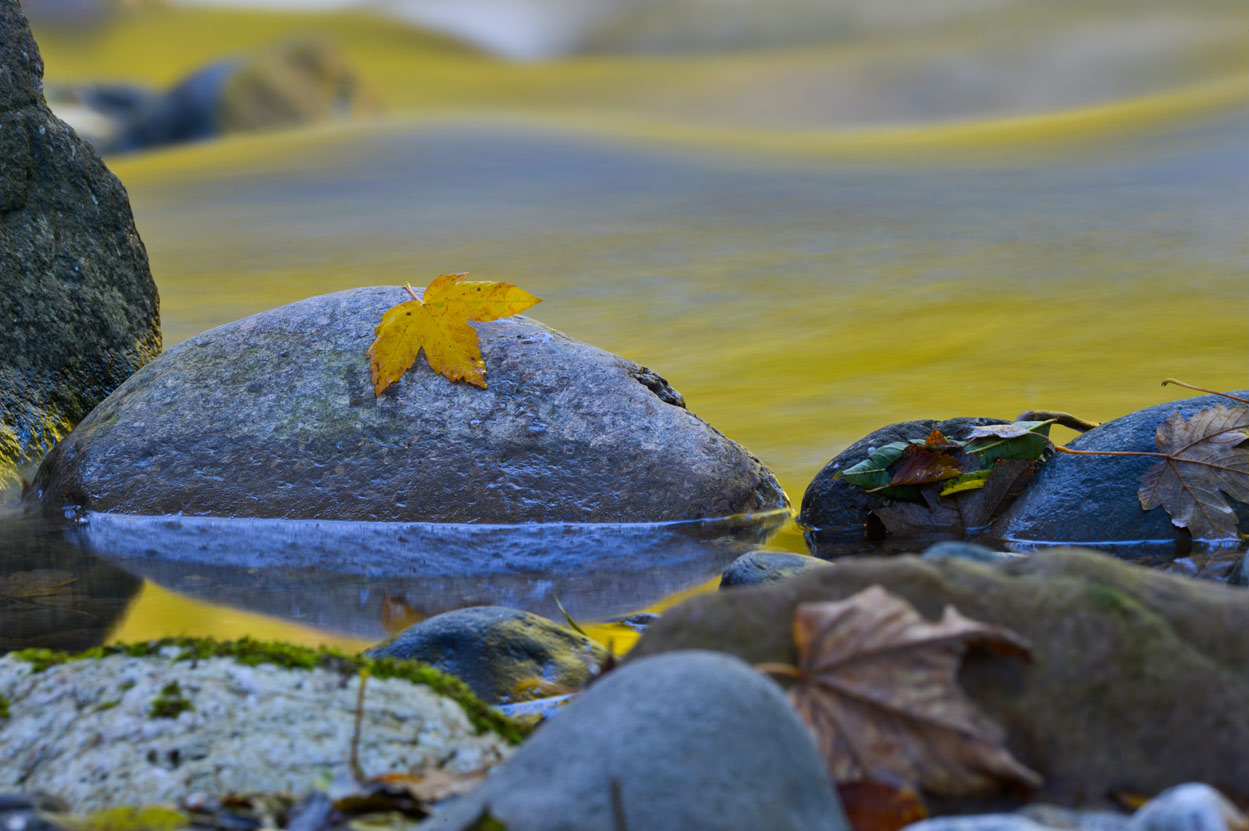 Floating colours of autumn