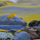 Floating colours of autumn