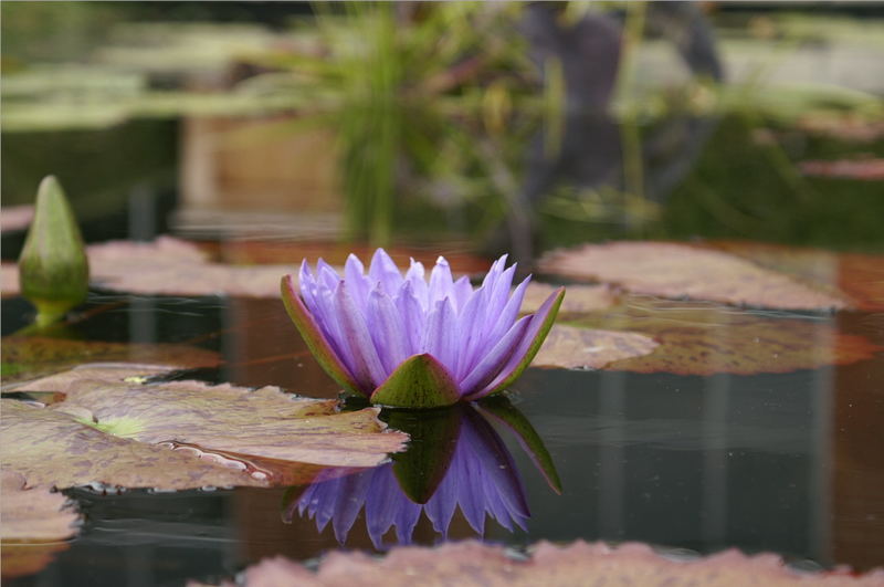 Floating Flower