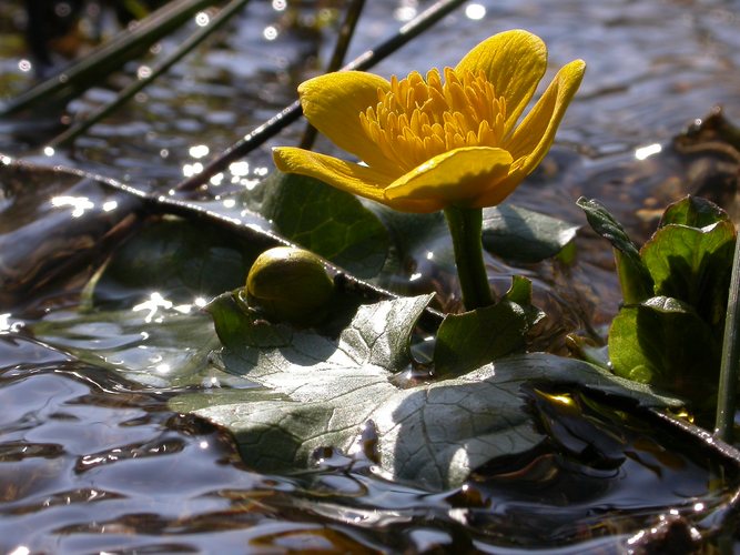 Floating Flower