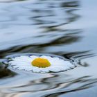 Floating flower