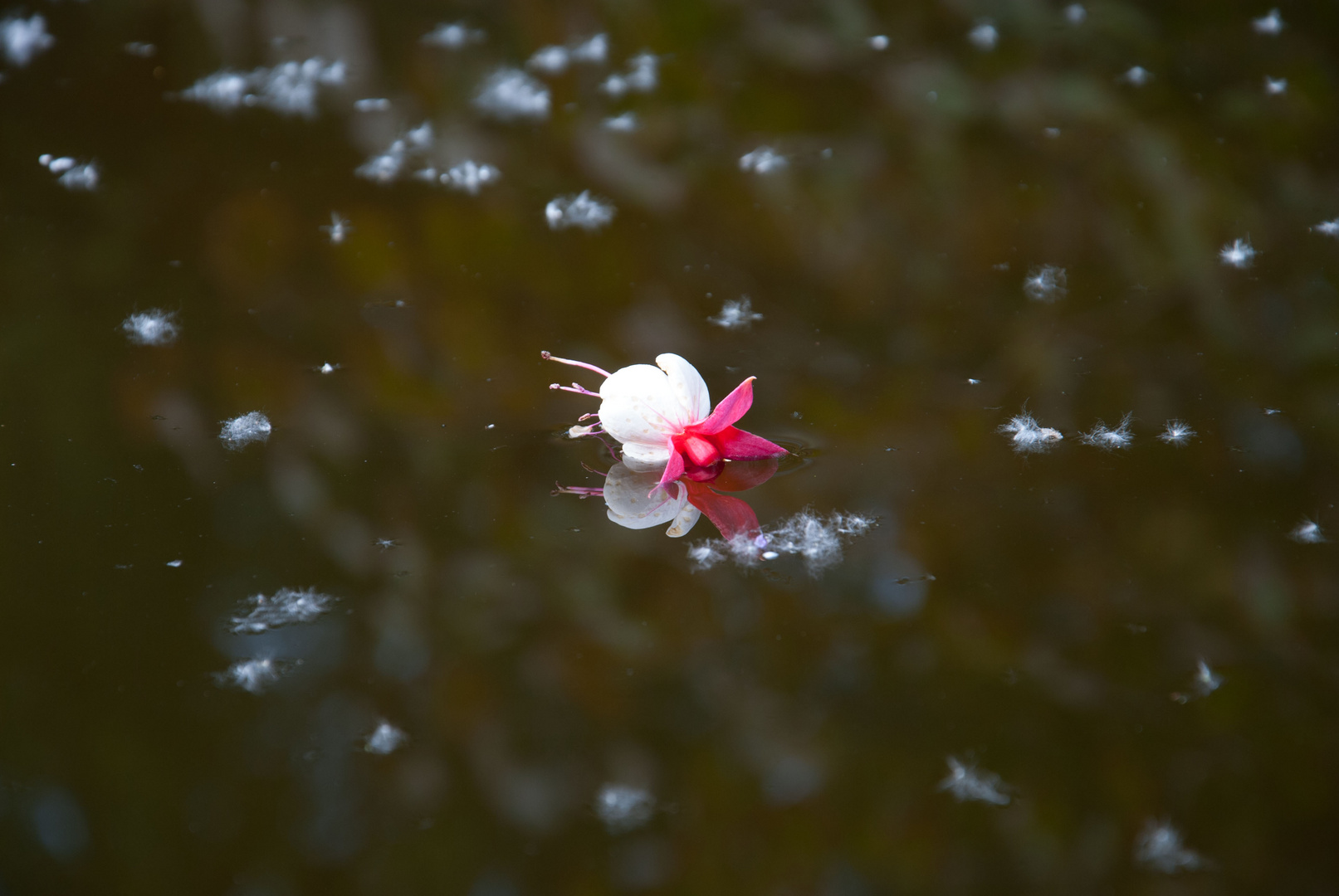 floating flower