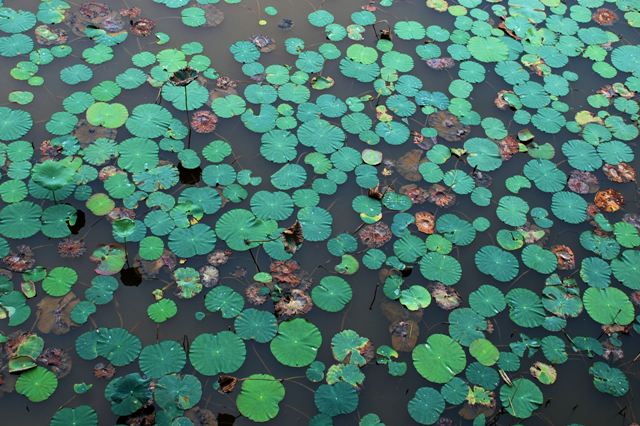 Floating Garden