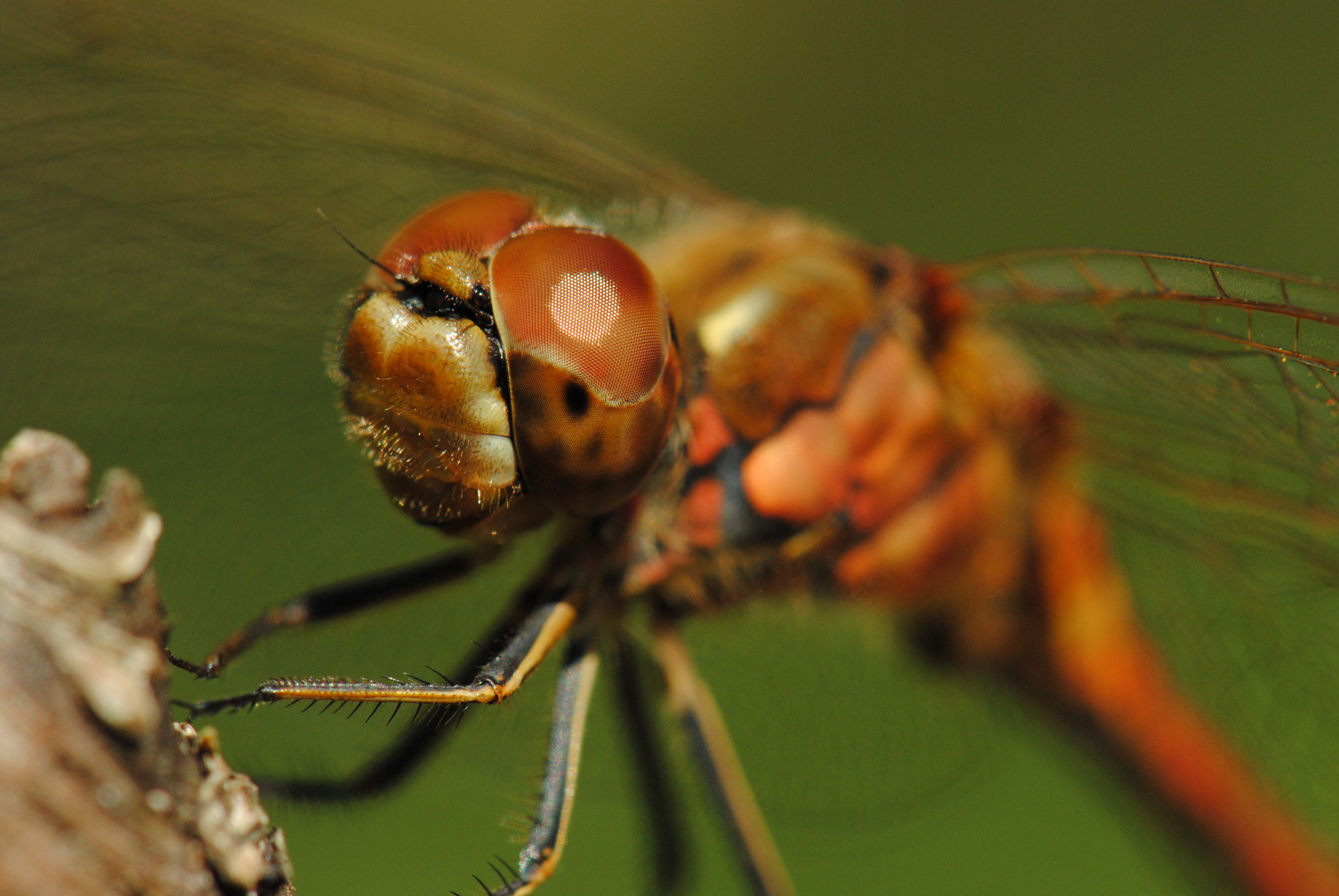 ~ Floating Magma ~ (Sympetrum vulgatum, m)