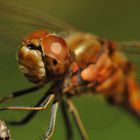 ~ Floating Magma ~ (Sympetrum vulgatum, m)