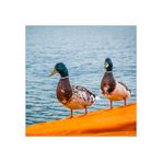 [floating piers 003 - duck art]