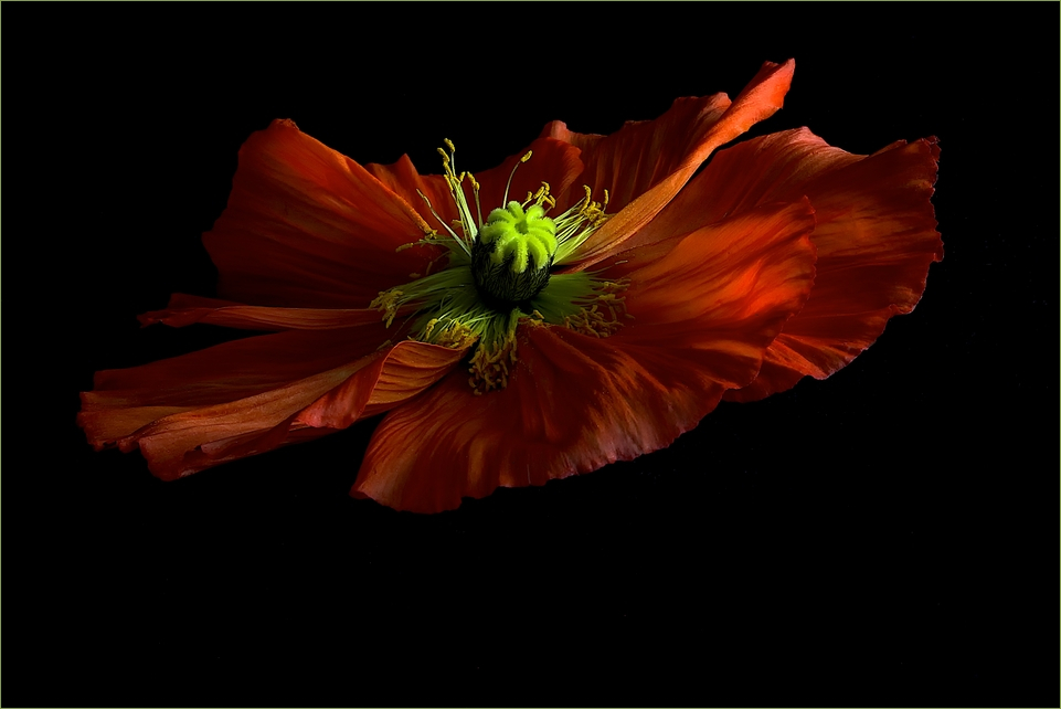 floating Poppy (3)...