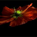 floating Poppy (3)...