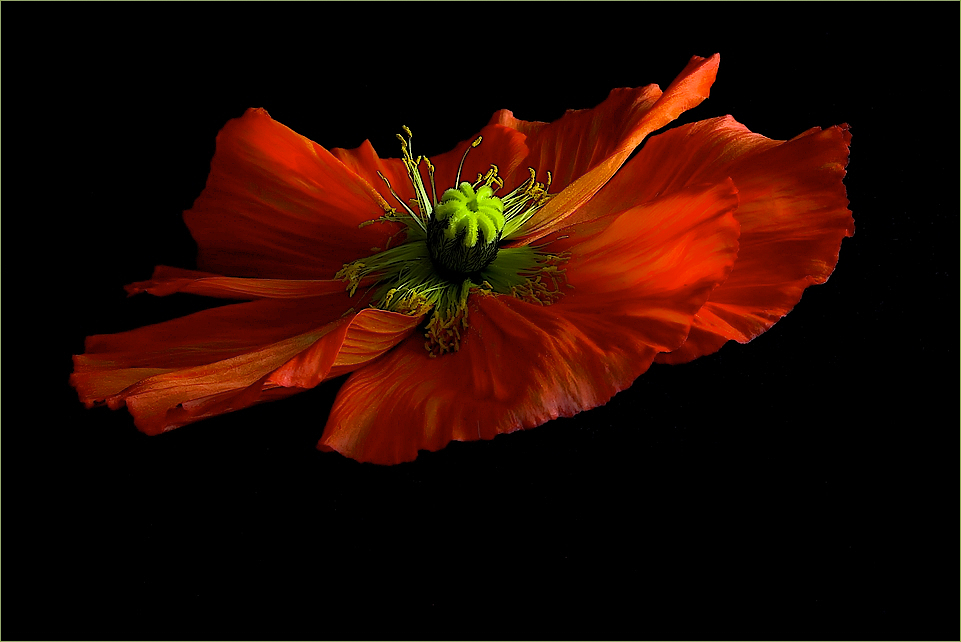 floating poppy