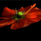 floating poppy