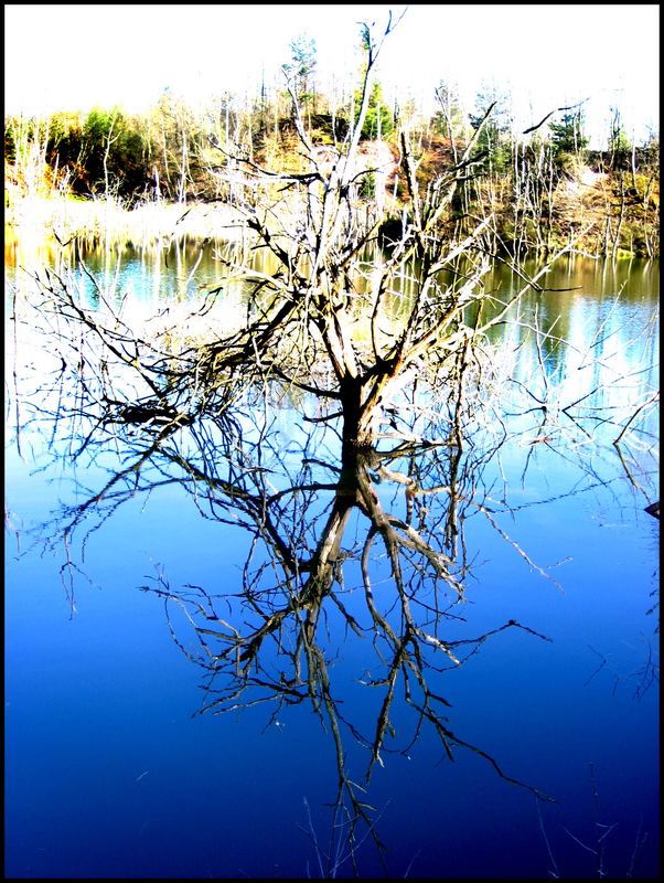 Floating Tree