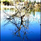 Floating Tree