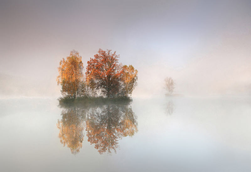 floating trees