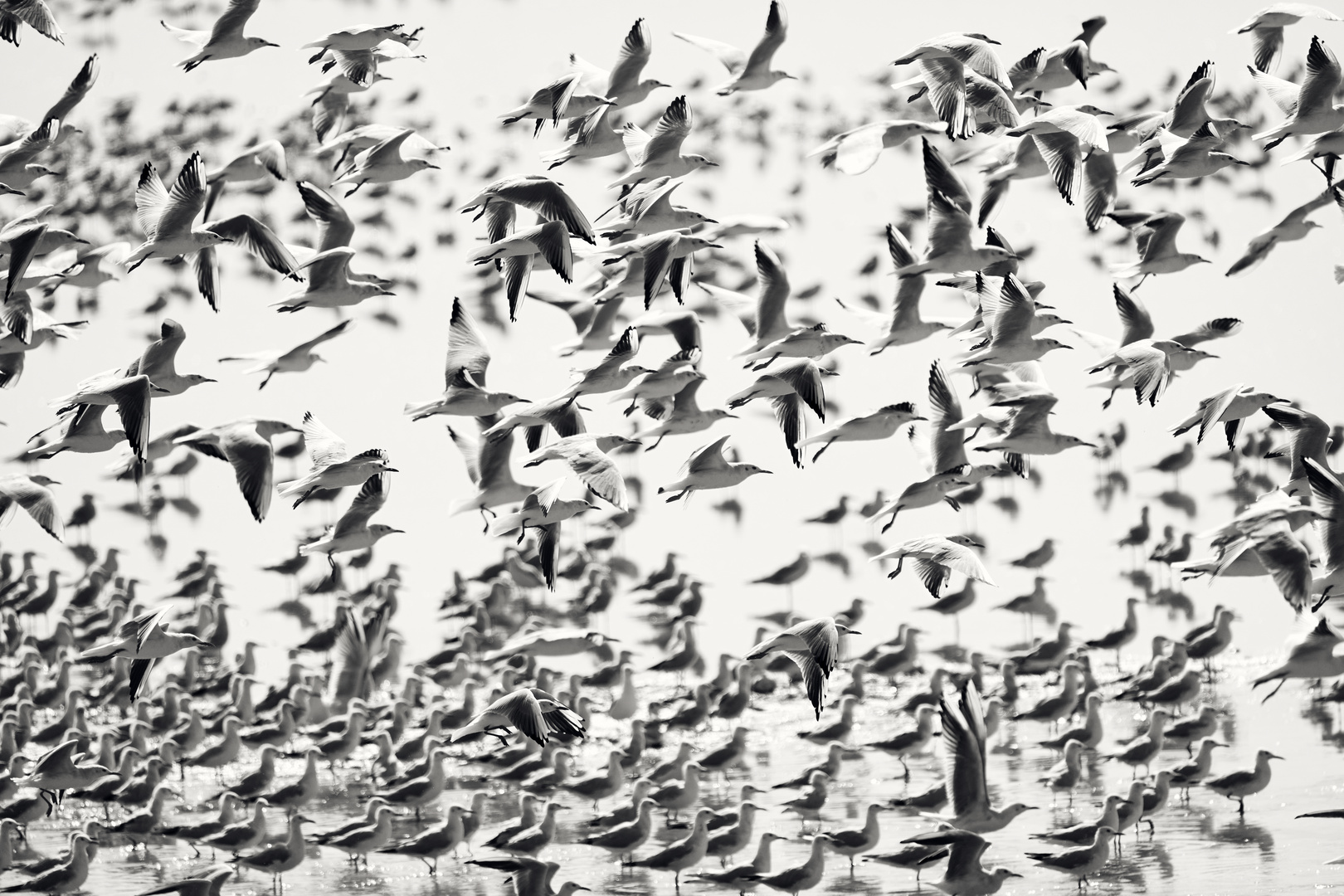 Flock