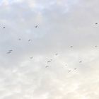 #Flock of birds