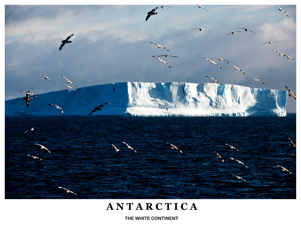 [ Flock of Cape Petrels ]