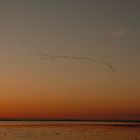 flock of geese in the sunset