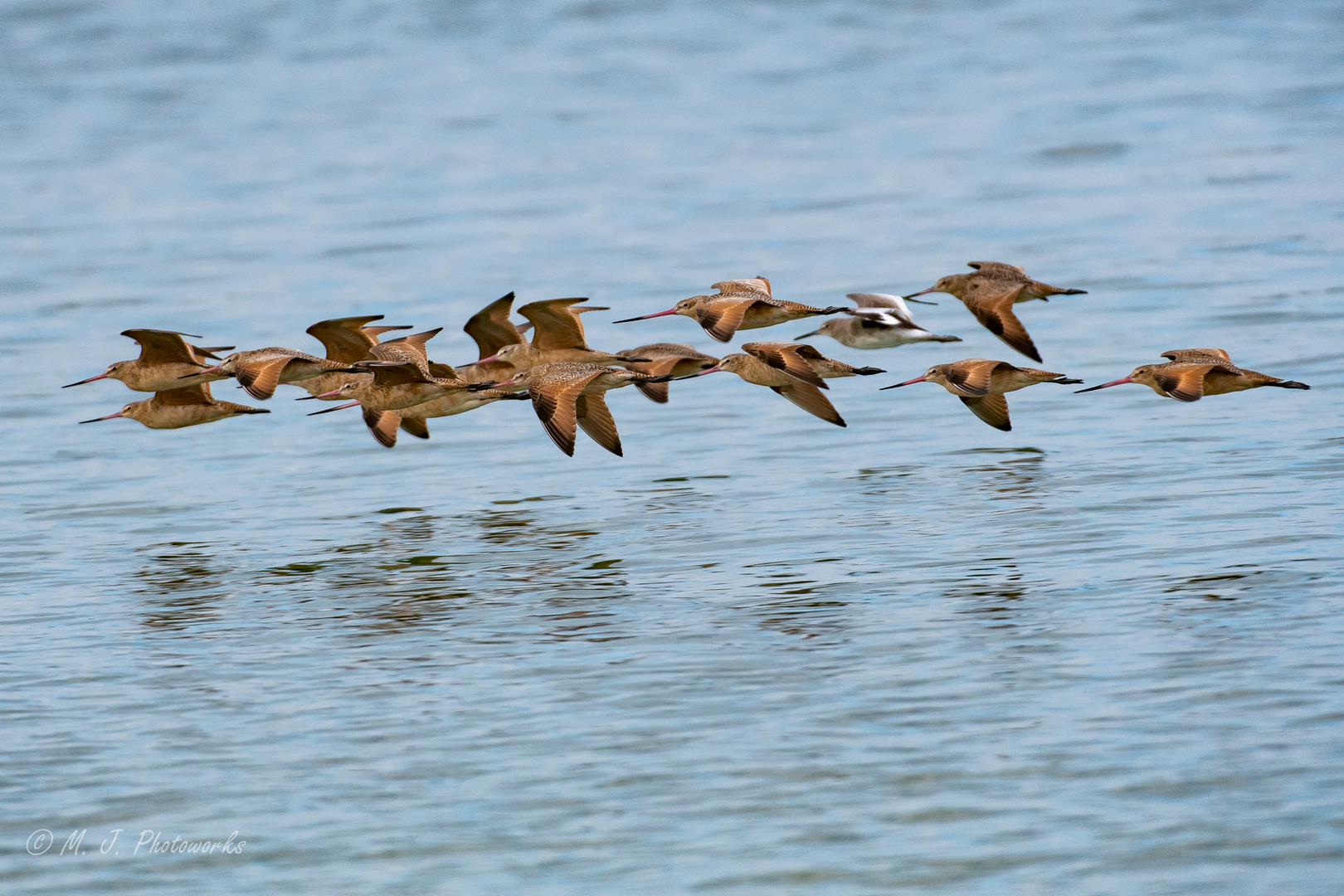 Flock of Godwits