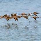 Flock of Godwits