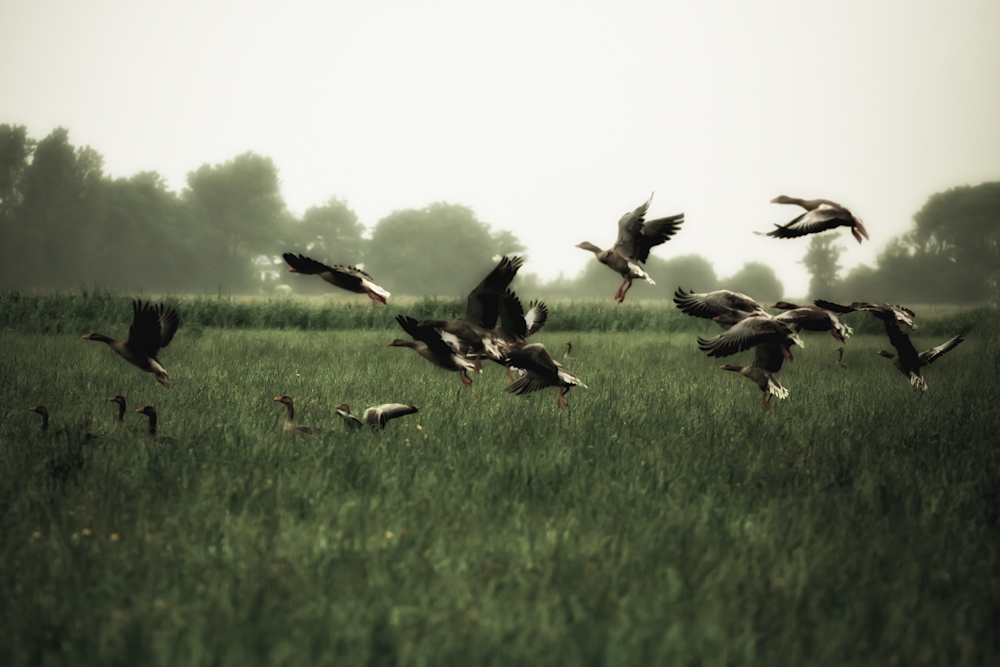 flock of gooses