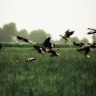 flock of gooses