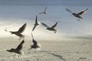 Flock of seagulls by Neil Auty