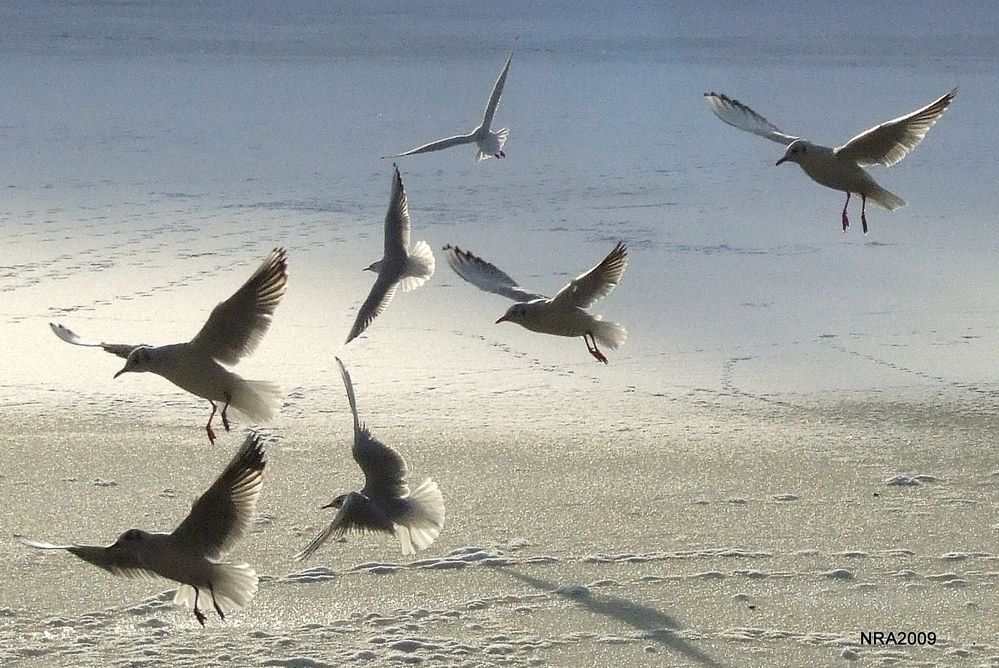 Flock of seagulls