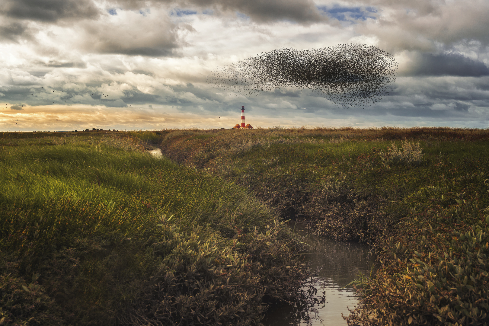 Flock of starlings at Westerheversand