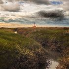 Flock of starlings at Westerheversand