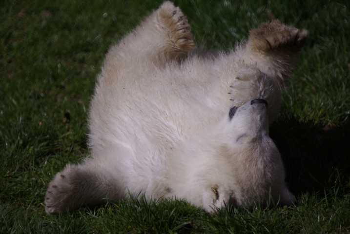 Flocke 2 im Zoo Nürnberg Ostern 2008