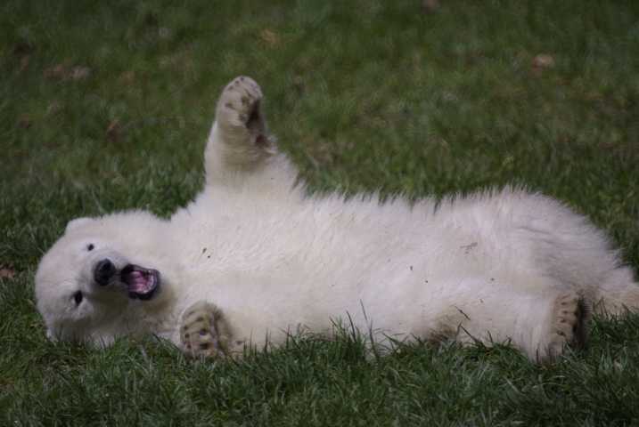 Flocke 4 im Zoo Nürnberg Ostern 2008