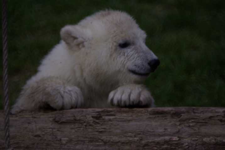 Flocke 5 im Zoo Nürnberg Ostern 2008