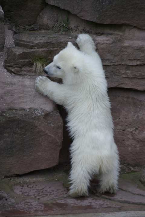 Flocke 8 im Zoo Nürnberg Ostern 2008