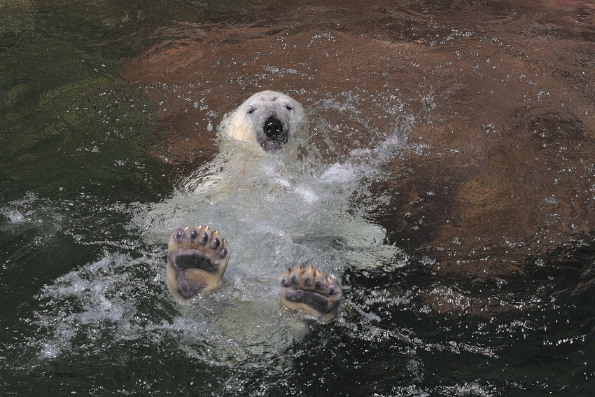 Flocke beim Rückenschwimmen